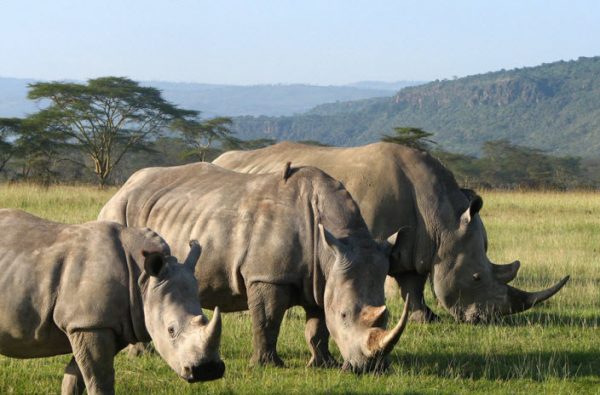 Rhino Kenya